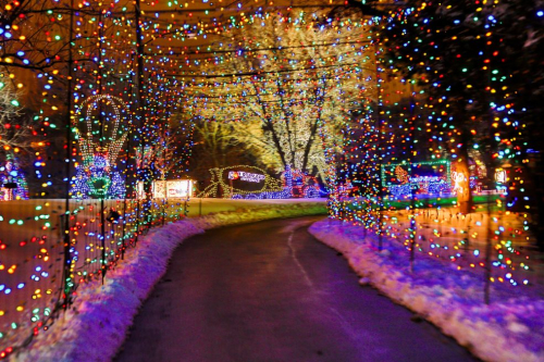 Reflections in the Park